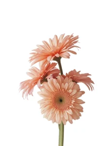 Gerberas