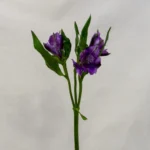 Alstroemeria, violeta Un.