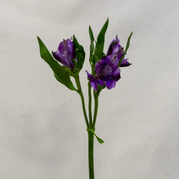 Alstroemeria, violeta Un.