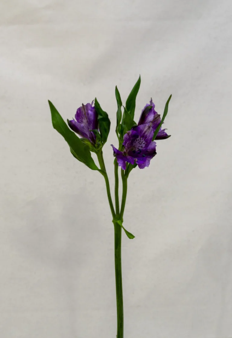 Alstroemeria, violeta Un.
