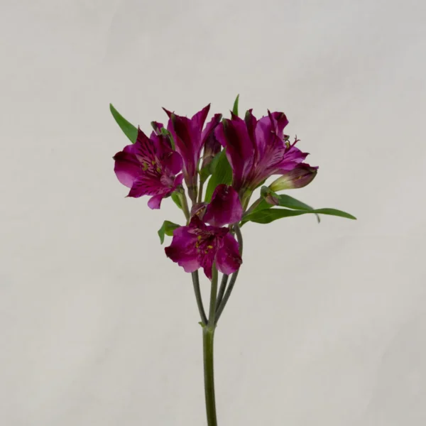 Alstroemeria, fucsia Un.