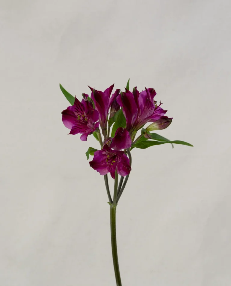 Alstroemeria, fucsia Un.