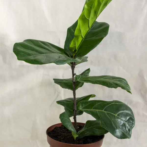 Ficus lyrata