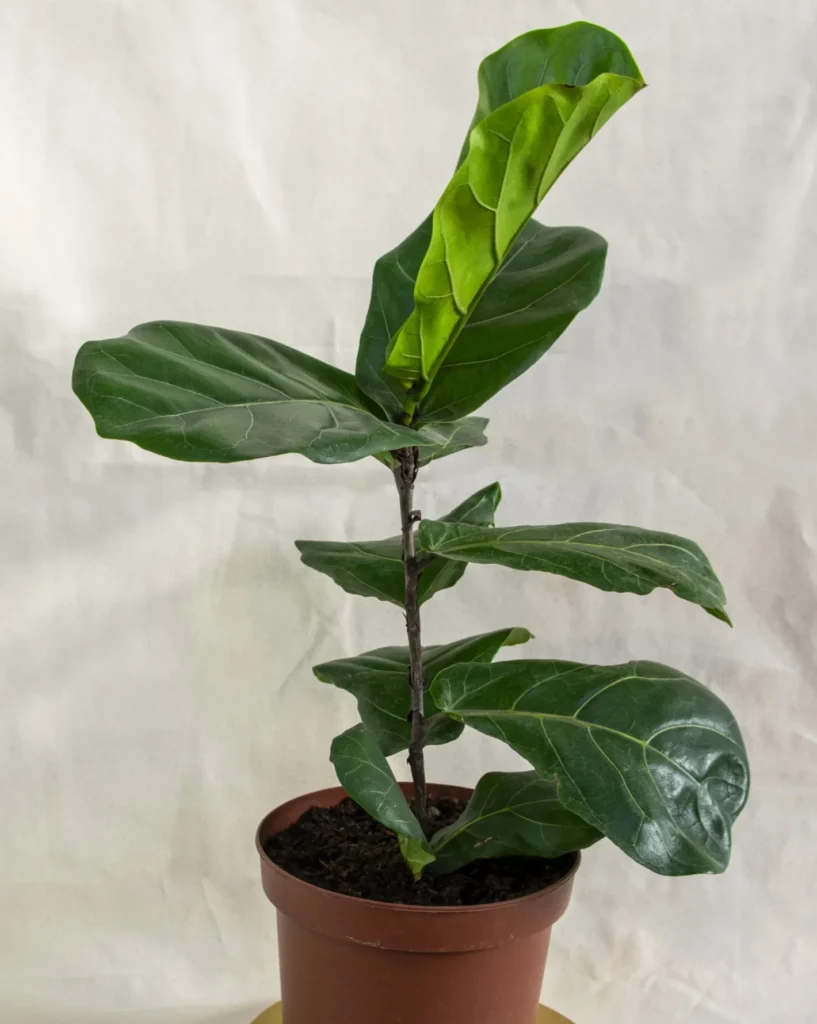 Ficus lyrata