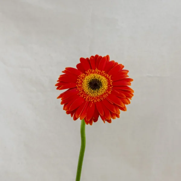 Gerbera, naranja Un.