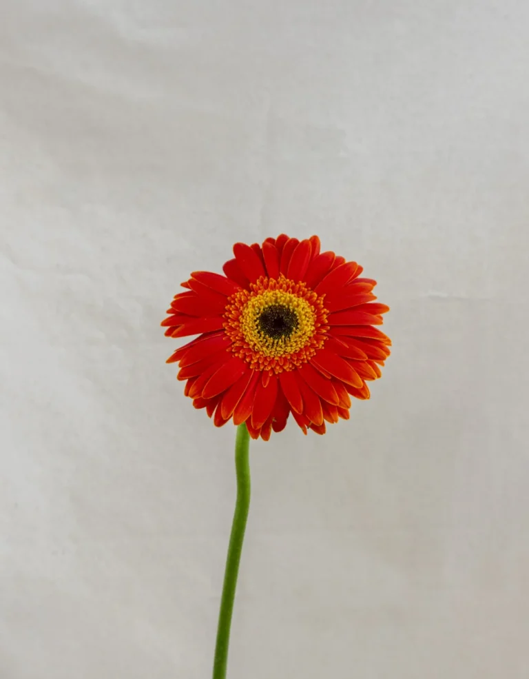 Gerbera, naranja Un.