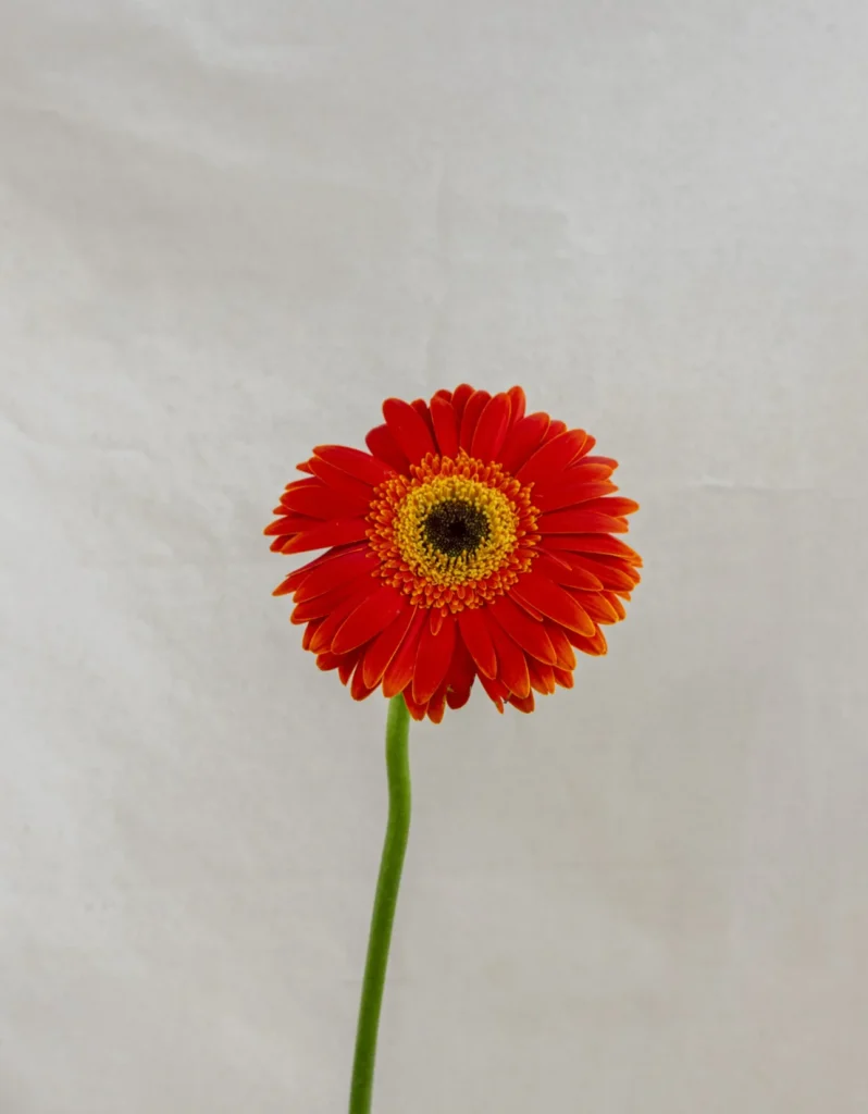 Gerbera, naranja Un.
