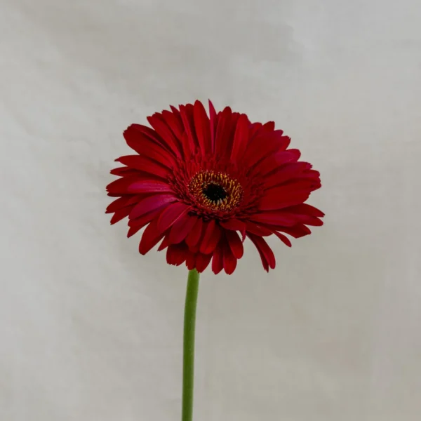 Gerbera, rojo Un.