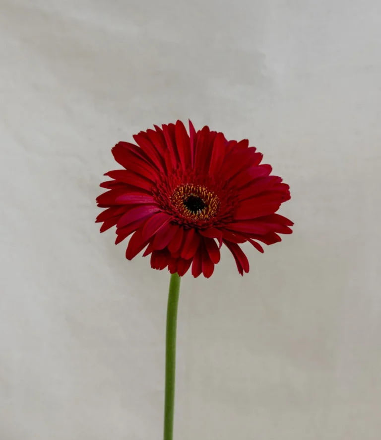 Gerbera, rojo Un.