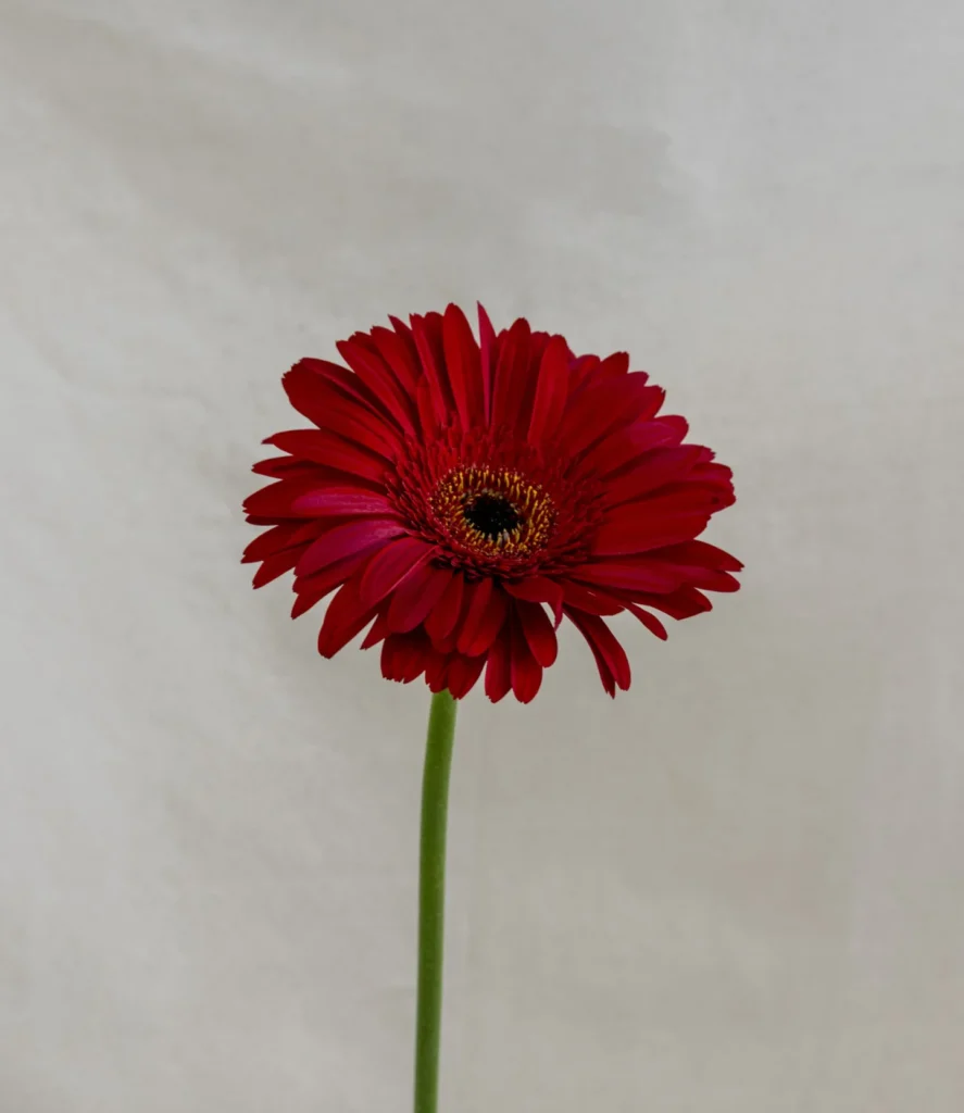 Gerbera, rojo Un.