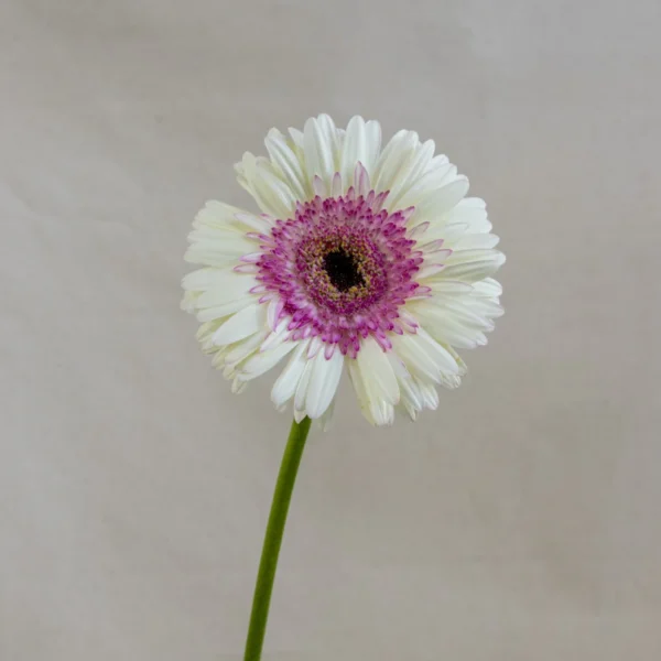 Gerbera blanca – rosado Un.