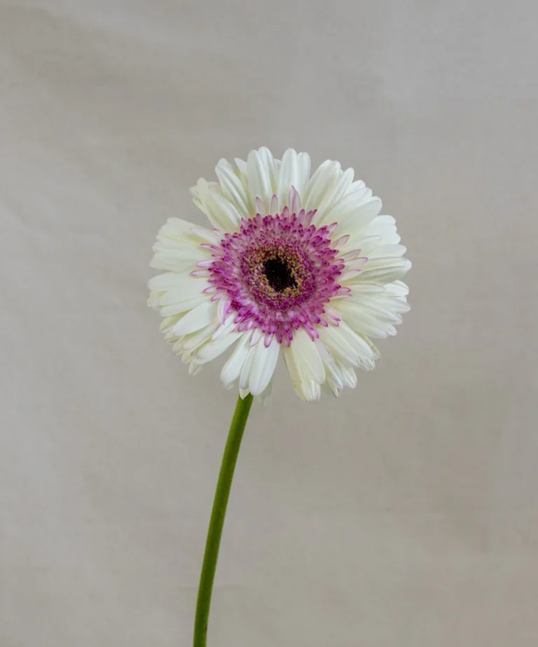 Gerbera blanca - rosado Un.