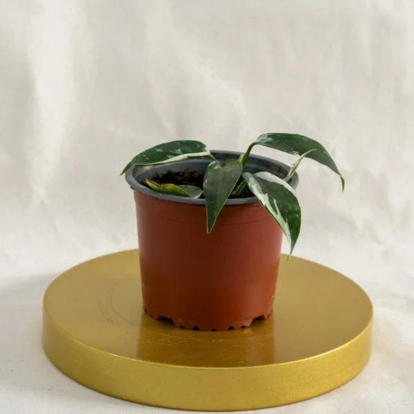 Philondendro white princess