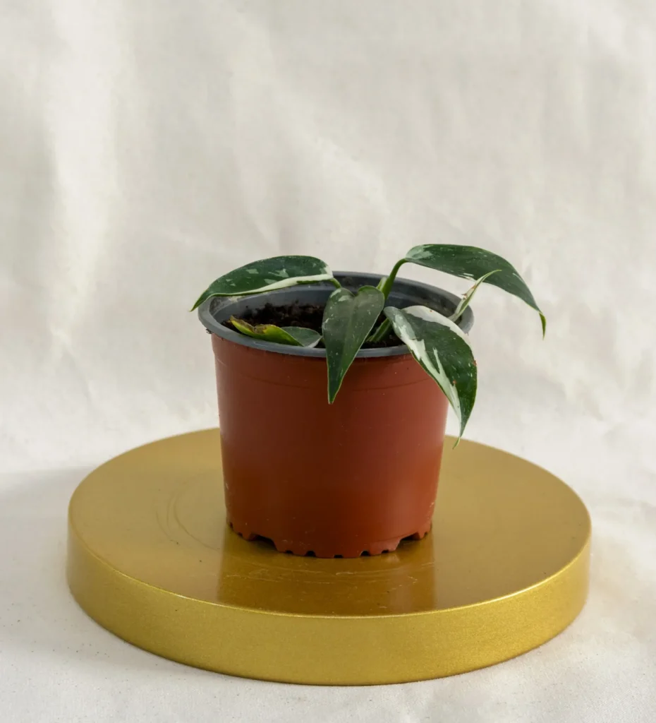 Philondendro white princess