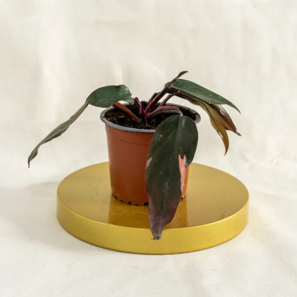 Philodendro pink princess