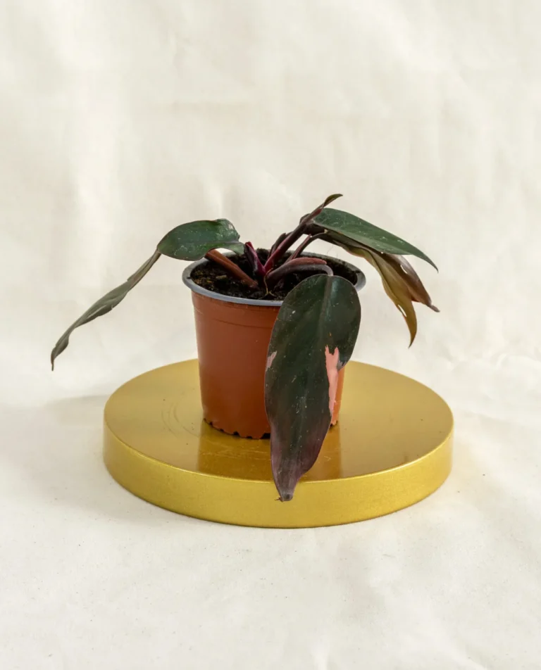 Philodendro pink princess