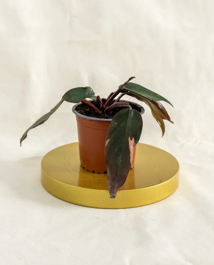 Philodendro pink princess