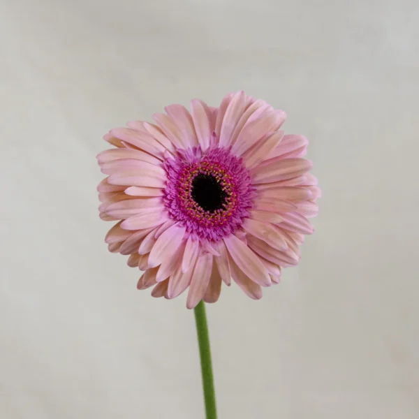Gerbera, rosa pálido Un.
