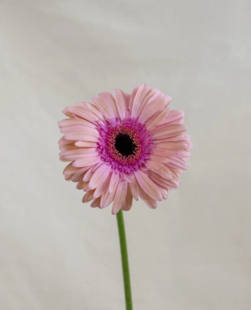 Gerbera, rosa pálido Un.