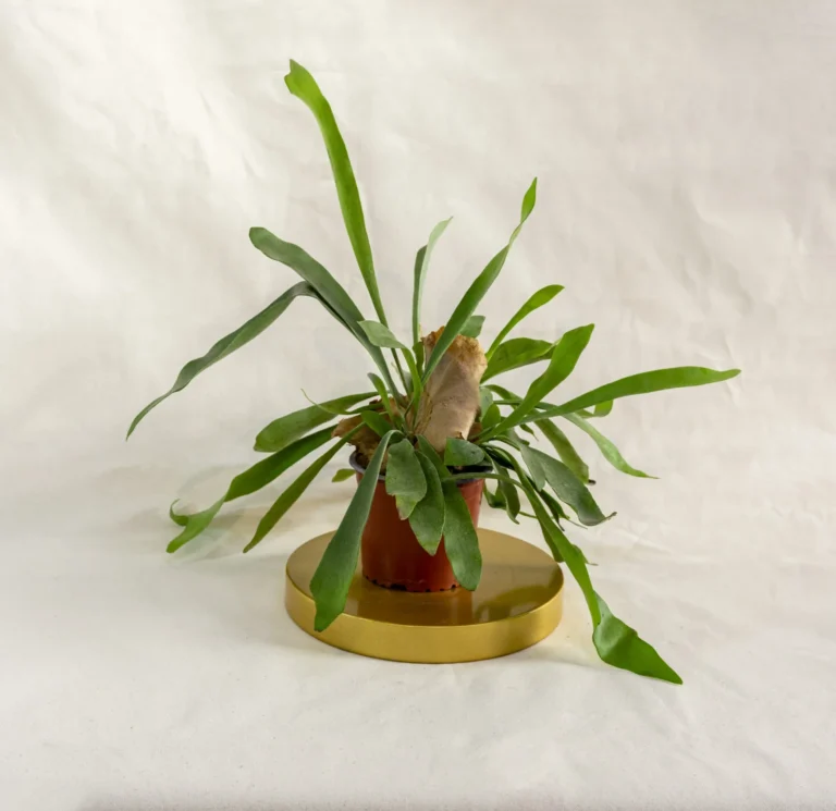 Helecho cuerno de alce