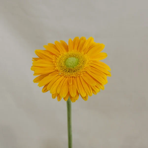 Gerbera, naranja claro Un.