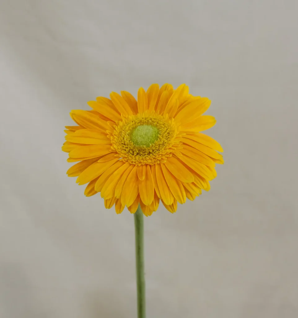 Gerbera, naranja claro Un.