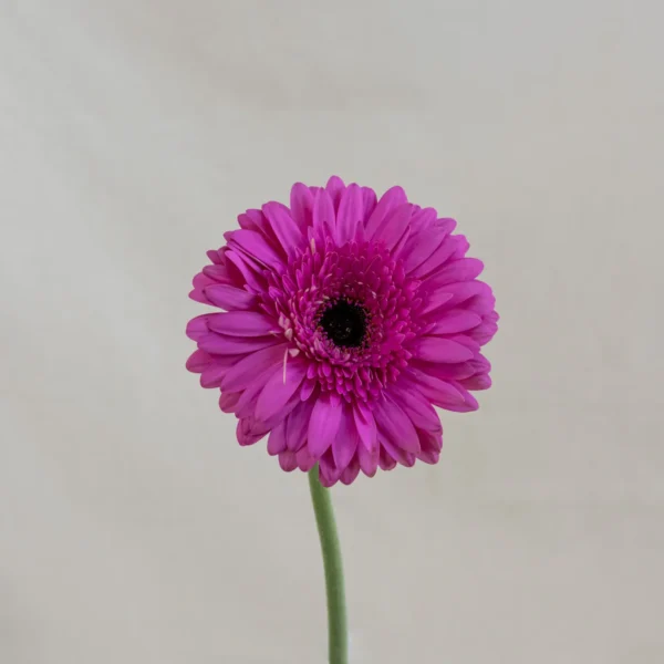 Gerbera, rosado Un.