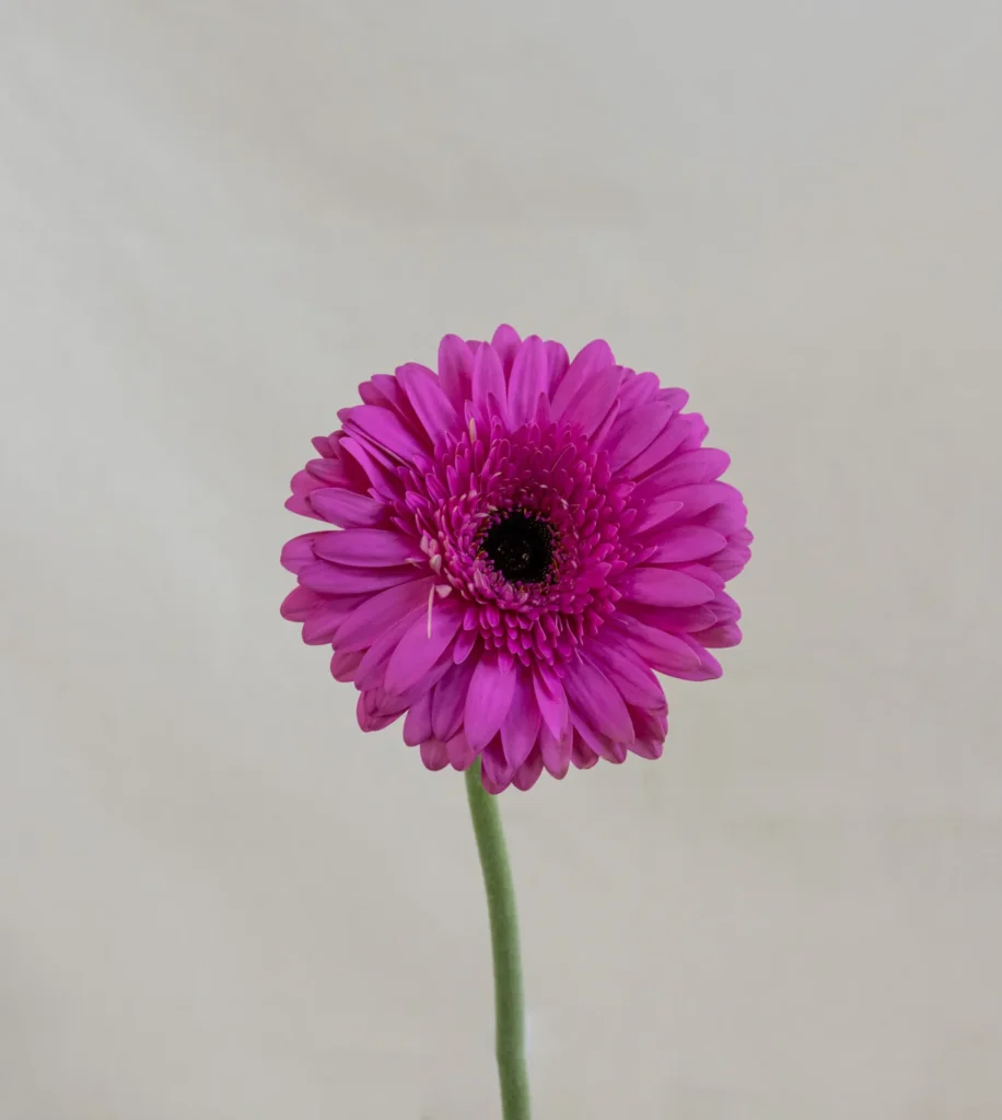 Gerbera, rosado Un.