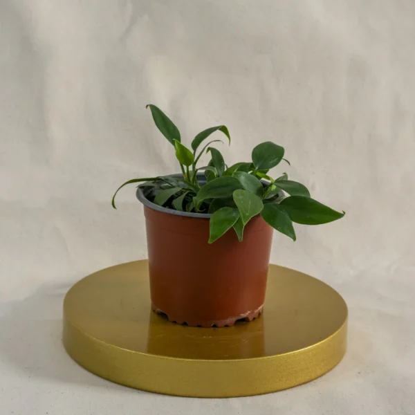 Philodendro cordatum