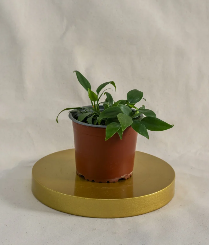 Philodendro cordatum