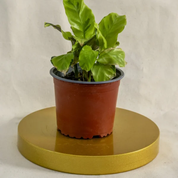 Calathea louisae freddy