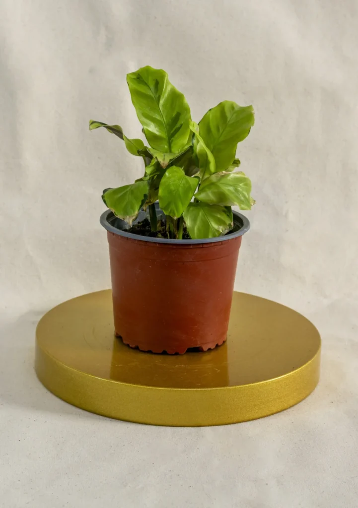 Calathea louisae freddy