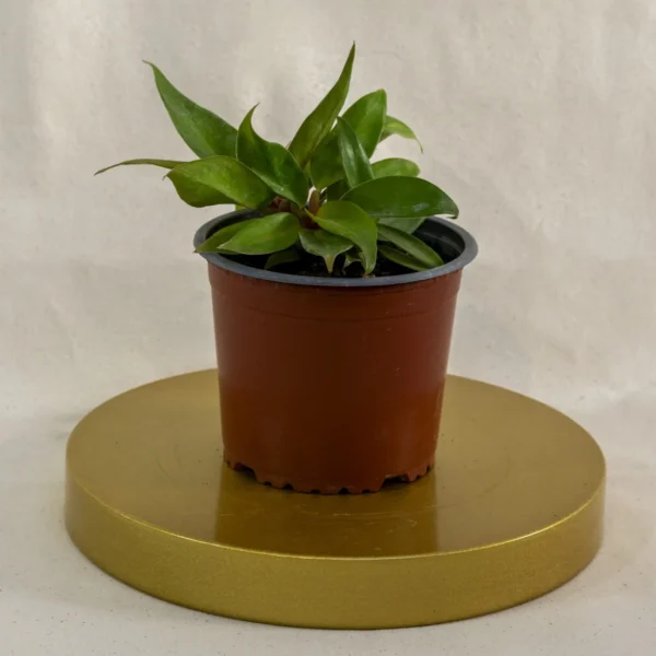 Philodendro orange prince