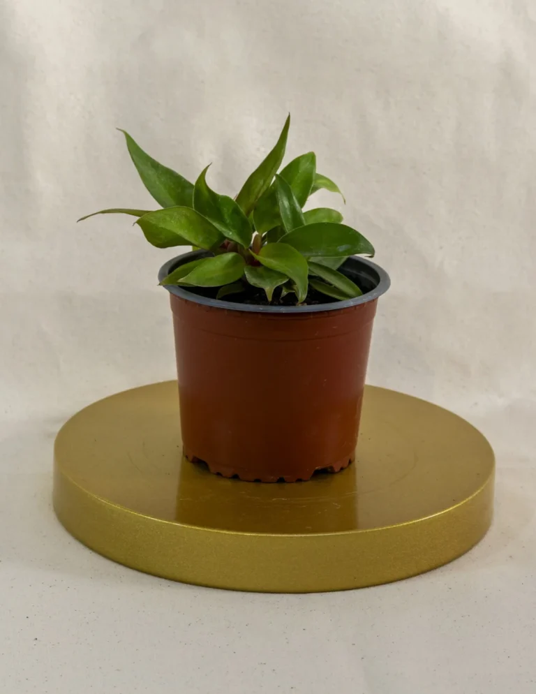 Philodendro orange prince