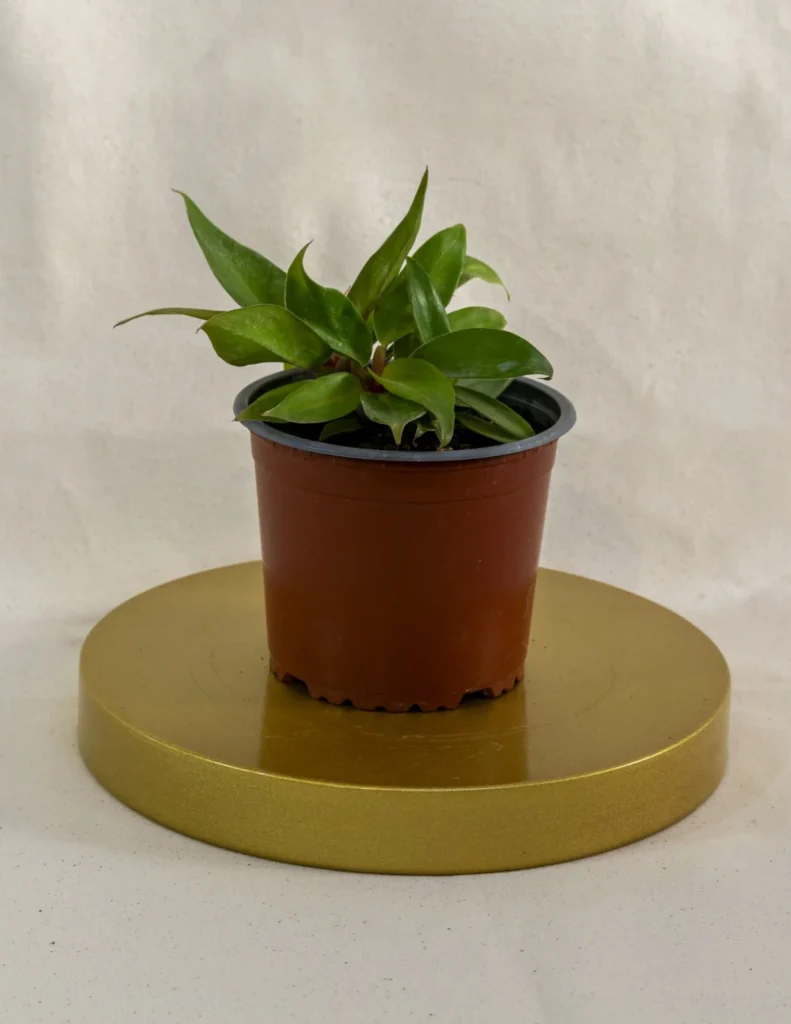 Philodendro orange prince