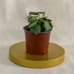 Calathea burle-marxii amagris