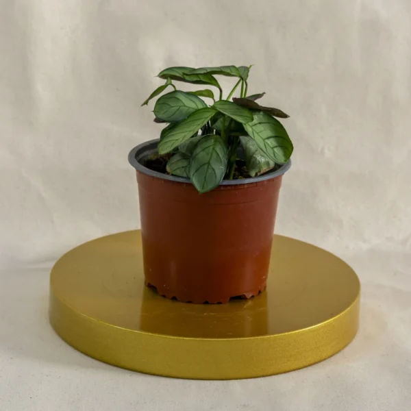 Calathea burle-marxii amagris