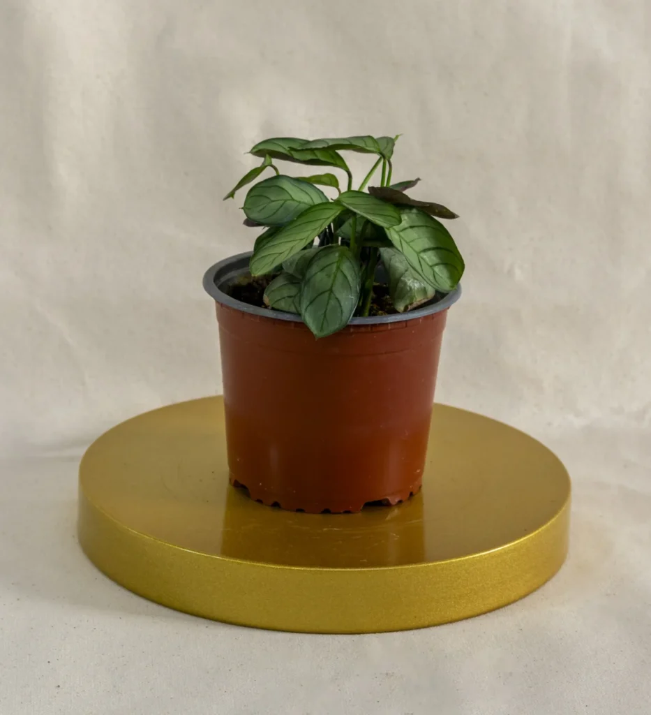 Calathea burle-marxii amagris