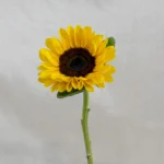 Girasol Un.