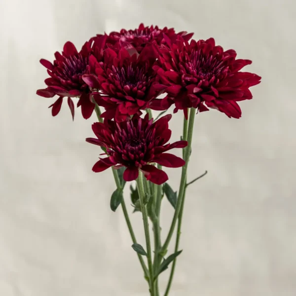 Mable pascua red Un.