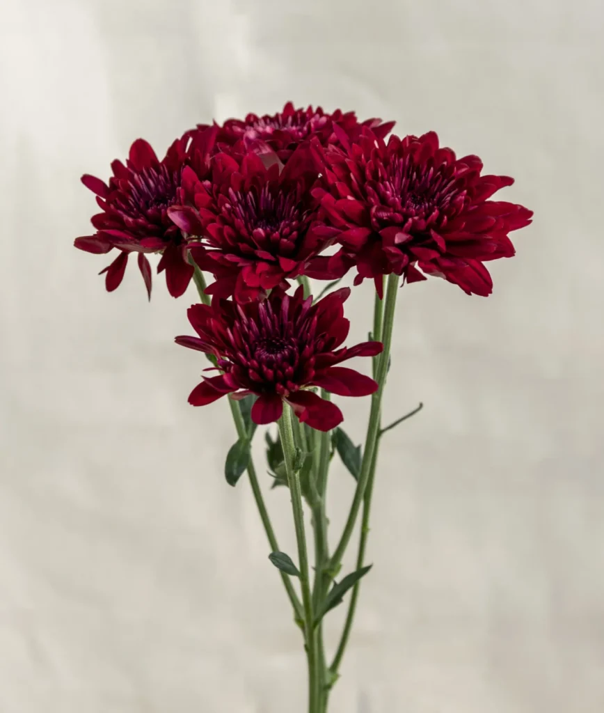 Mable pascua red Un.