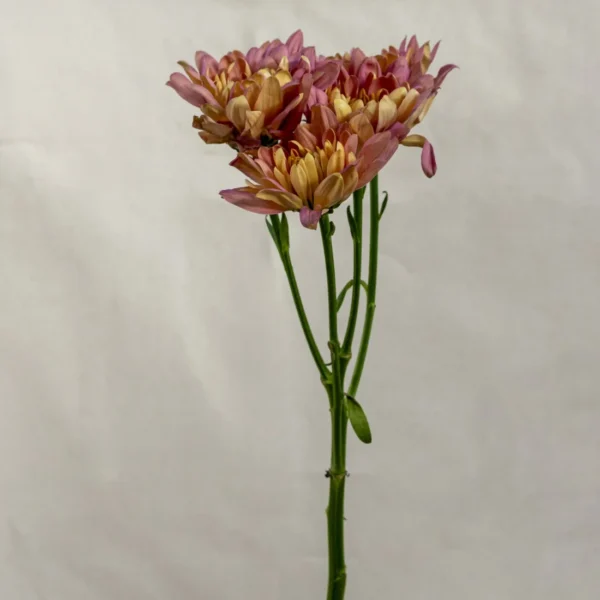 Mable orange báltica Un.