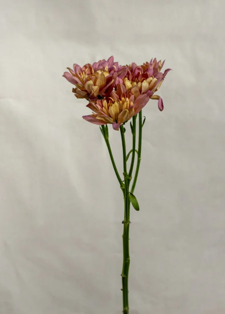 Mable orange báltica Un.