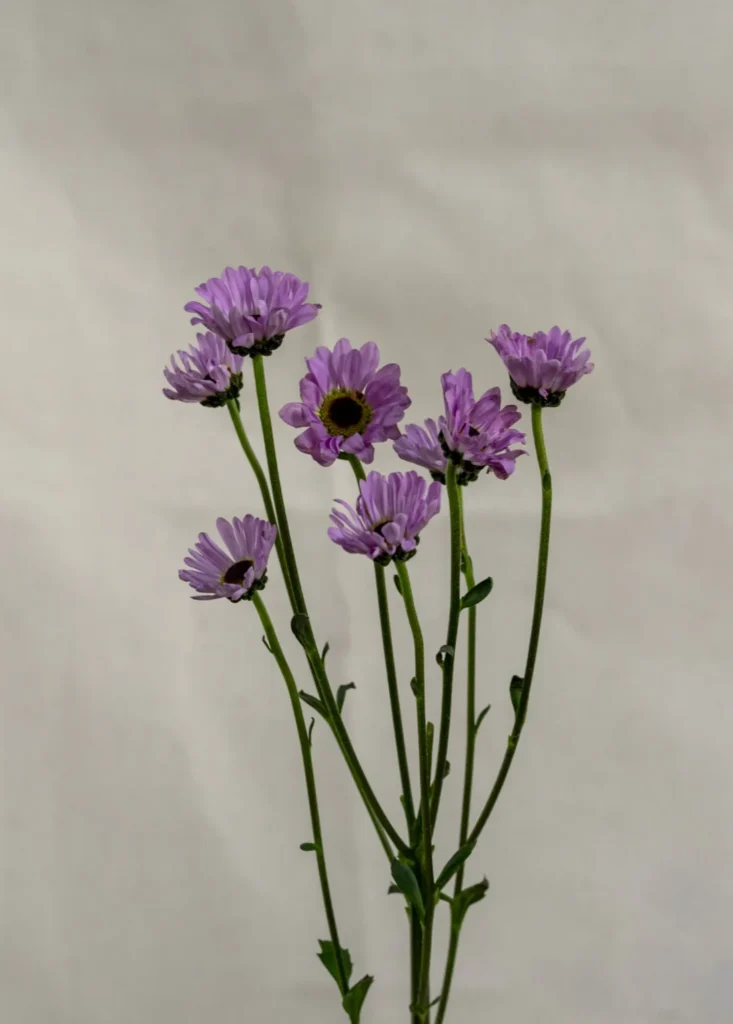 Mable whynot pink Un.