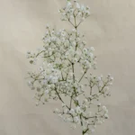 Gypsophilia Un.