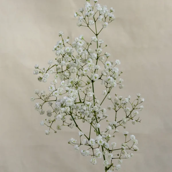 Gypsophilia Un.