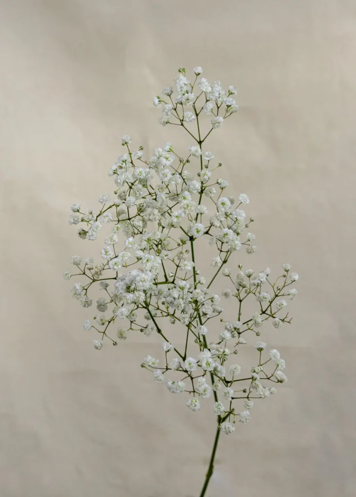 Gypsophilia Un.