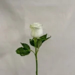 Rosa, blanca Un.