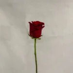 Rosa, roja Un.