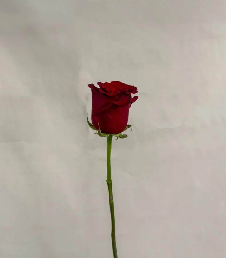 Rosa, roja Un.